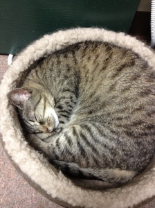 Ophelia, still a fan of her heated bed, even in summer.